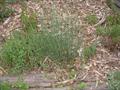 Ephedra sinica
